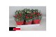 Rosa kordana mix schaal (3wit+3rood) 