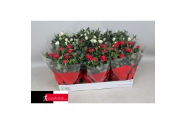 Rosa kordana mix schaal (3wit+3rood)
