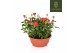 Rosa calibra kordana oranje schaal 