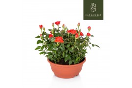Rosa calibra kordana oranje schaal