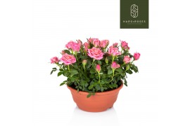 Rosa flirt kordana roze schaal