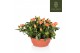 Rosa aloha kordana schaal 