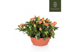 Rosa aloha kordana schaal