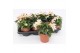 Begonia boliviensis bossa nova pure white wit,wit 