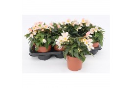 Begonia boliviensis bossa nova pure white wit,wit