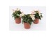 Begonia boliviensis bossa nova pure white wit,wit 