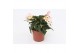 Begonia boliviensis bossa nova pure white wit,wit 