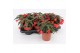Begonia waterfall red rood 
