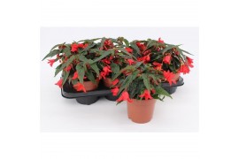 Begonia waterfall red rood