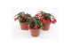 Begonia waterfall red rood 
