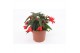 Begonia waterfall red rood 