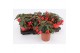 Begonia waterfall red rood 