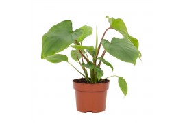 Homalomena rubescens maggy Homalomena Rubescens Maggy 12cm