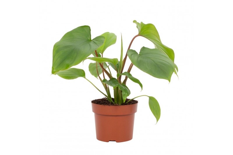Homalomena rubescens maggy Homalomena Rubescens Maggy 12cm 