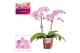 Phalaenopsis multiflora roze 2 tak Cotton Candy (Scenza) 