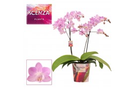 Phalaenopsis multiflora roze 2 tak Cotton Candy (Scenza)