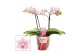 Phalaenopsis multiflora roze Pink wing 2 tak Scenza 