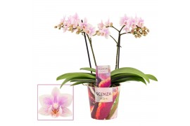 Phalaenopsis multiflora roze Pink wing 2 tak Scenza