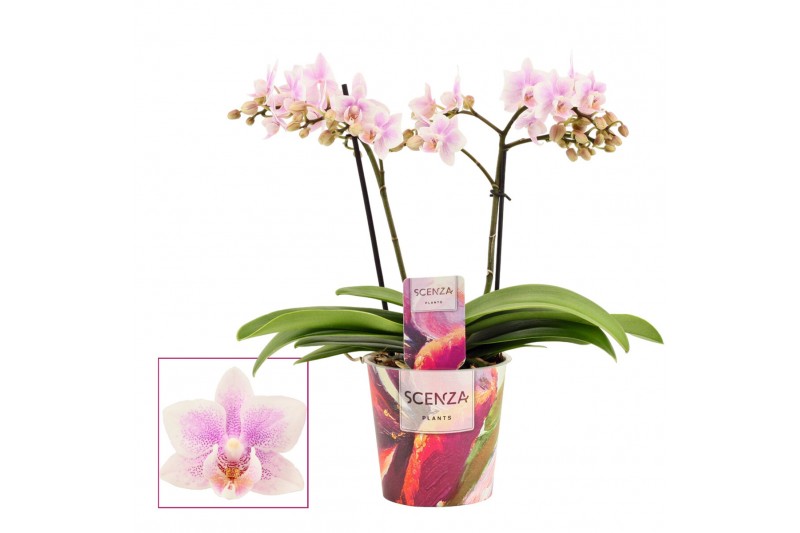 Phalaenopsis multiflora roze Pink wing 2 tak Scenza Phalaenopsis multiflora roze Pink wing 2 tak Scenza