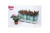 Rosa beau monde purple jewel paars