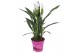 Curcuma alismatifolia siam sisto 