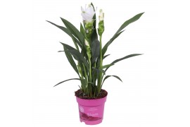 Curcuma alismatifolia siam sisto