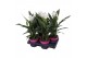 Curcuma alismatifolia siam sisto 