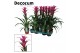 Guzmania freya 