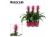Guzmania freya Luxe keramiek 
