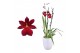 Burrageara nelly isler cambria red velvet 2 tak met wit keramiek 