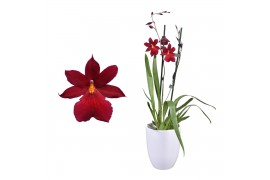 Burrageara nelly isler cambria red velvet 2 tak met wit keramiek