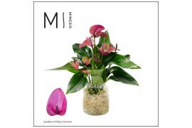 Anthurium andr. karma purple Agua di Karma | Melkbus