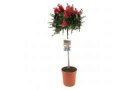 Callistemon laevis stam