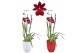 Burrageara nelly isler cambria red velvet 2 tak met rood en wit kerami 