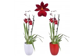 Burrageara nelly isler cambria red velvet 2 tak met rood en wit kerami