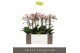 Phalaenopsis multiflora Exclusivo - Athena - 2 tak 
