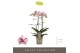 Phalaenopsis multiflora Exclusivo - Athena - 2 tak 