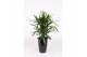 Rhapis excelsa in santorini pot antraciet 