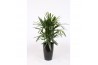Rhapis excelsa in santorini pot antraciet