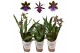 Zygopetalum louisendorf 2 tak mix 