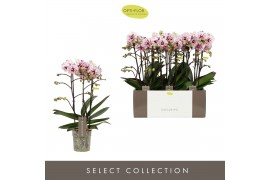 Phalaenopsis multiflora Exclusivo - Athena - 3 tak