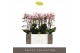 Phalaenopsis multiflora Exclusivo - Athena - 3 tak 