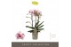 Phalaenopsis multiflora Exclusivo - Athena - 3 tak 