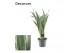 Sansevieria trifasciata aubrytniana metallica decorum 