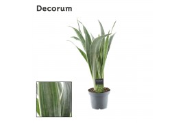 Sansevieria trifasciata aubrytniana metallica decorum