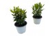 Laurus nobilis 