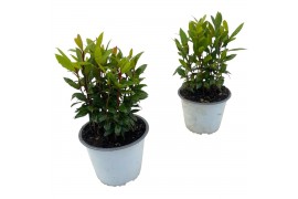 Laurus nobilis