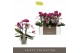 Phalaenopsis multiflora anthura morelia 4 tak optimost 
