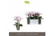Phalaenopsis multiflora roze Exclusivo - Yei - 4 tak 