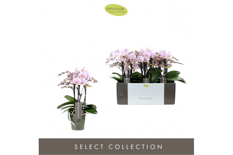 Phalaenopsis multiflora roze Exclusivo - Yei - 4 tak 